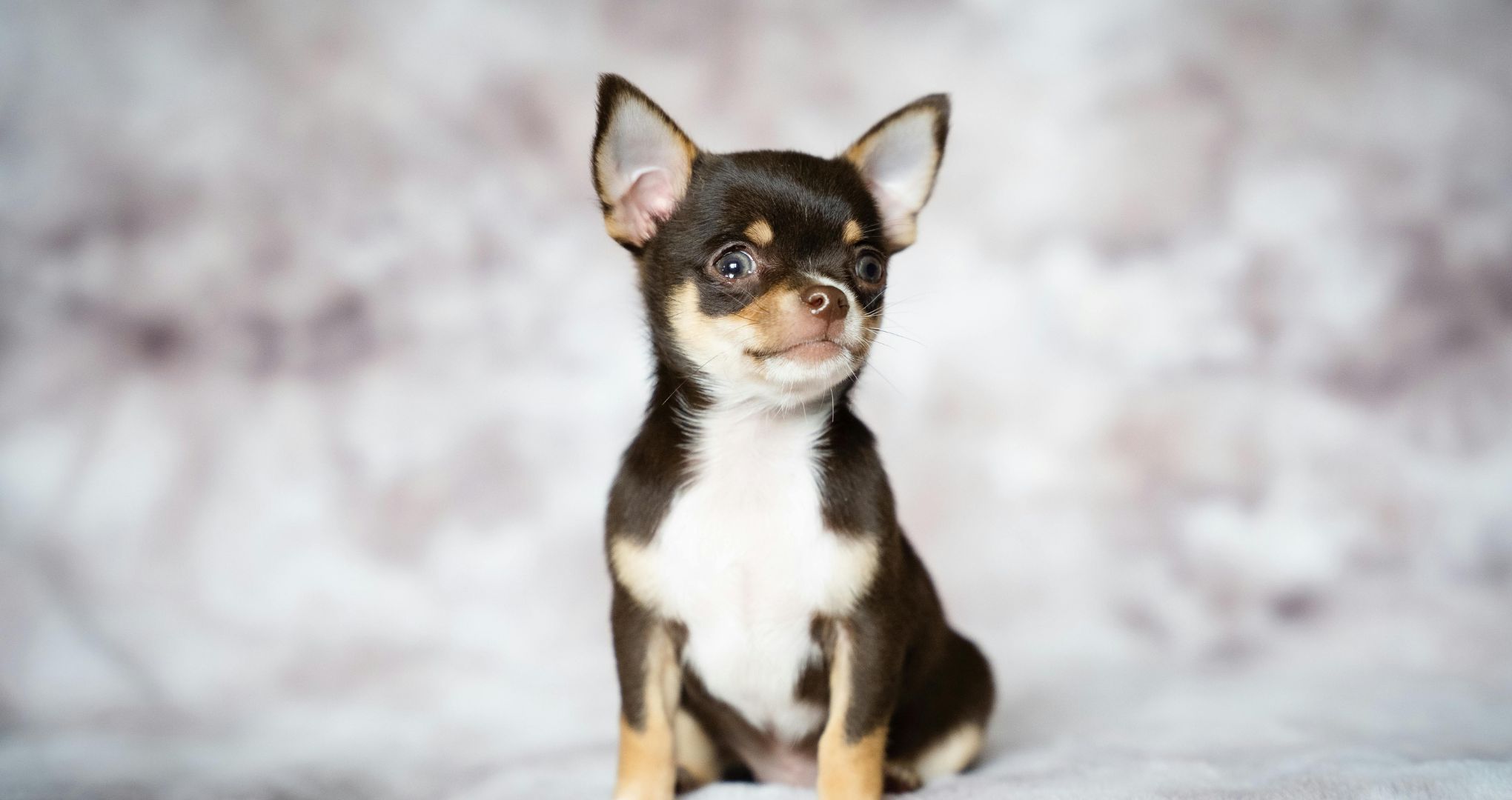 Chihuahua, malutki pies, ale odważny i szczekliwy