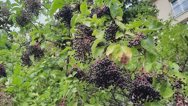 czarny bez