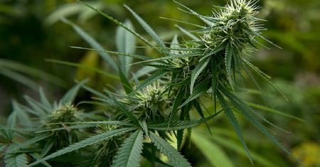 GIS wycofuje olejek konopny CBD MED. Stwierdzono zawartość substancji psychoaktywnej