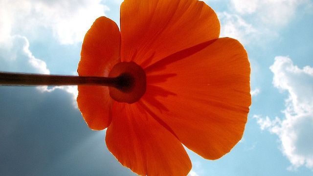 Tanieją pakiety roamingowe w Orange 1