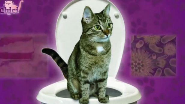WTF dnia: polski zestaw, który ma nauczyć kota korzystać z toalety [wideo] 1