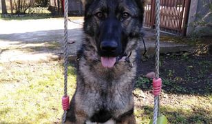 Mazowieckie. "Jej przysmakiem są świeże maliny i smaczki z żurawiną". Nowy funkcjonariusz