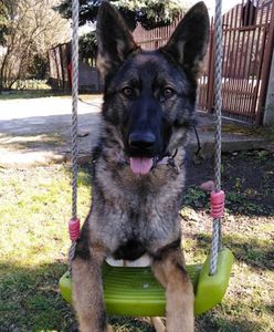 Mazowieckie. "Jej przysmakiem są świeże maliny i smaczki z żurawiną". Nowy funkcjonariusz