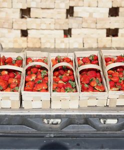 Oszustwa na truskawkach. Ruszyły kontrole