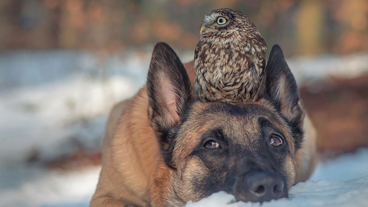 Pies i sowa są najlepszymi przyjaciółmi. Ujęła to na zdjęciach ich właścicielka 1