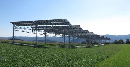 Agrofotowoltaika w Polsce się rozwinie? Umożliwią to ziemniaki