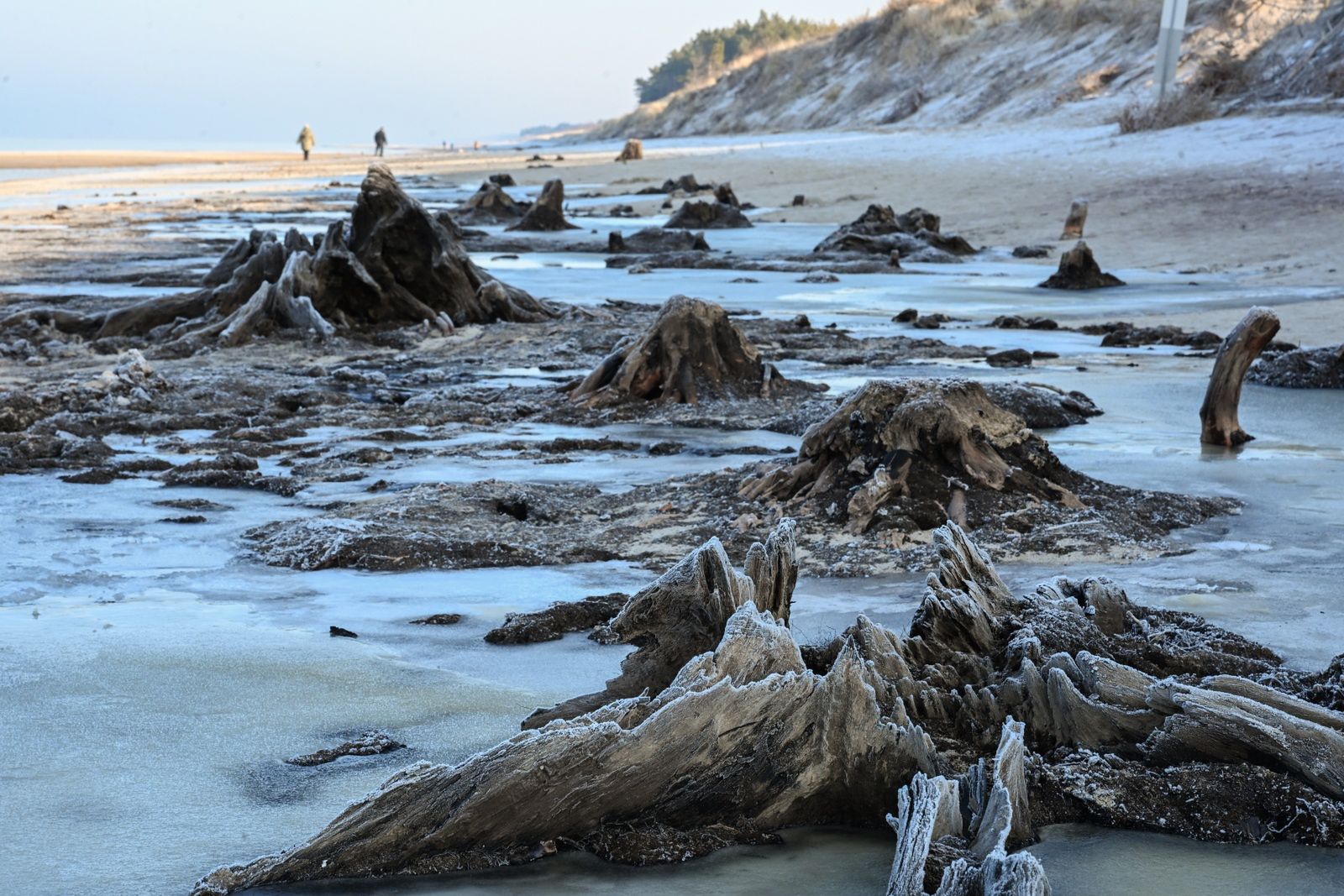 wiadomości,aktualności,WP Wiadomości Morze odsłoniło prastary las. Niezwykłe zjawisko przyciąga tłumy