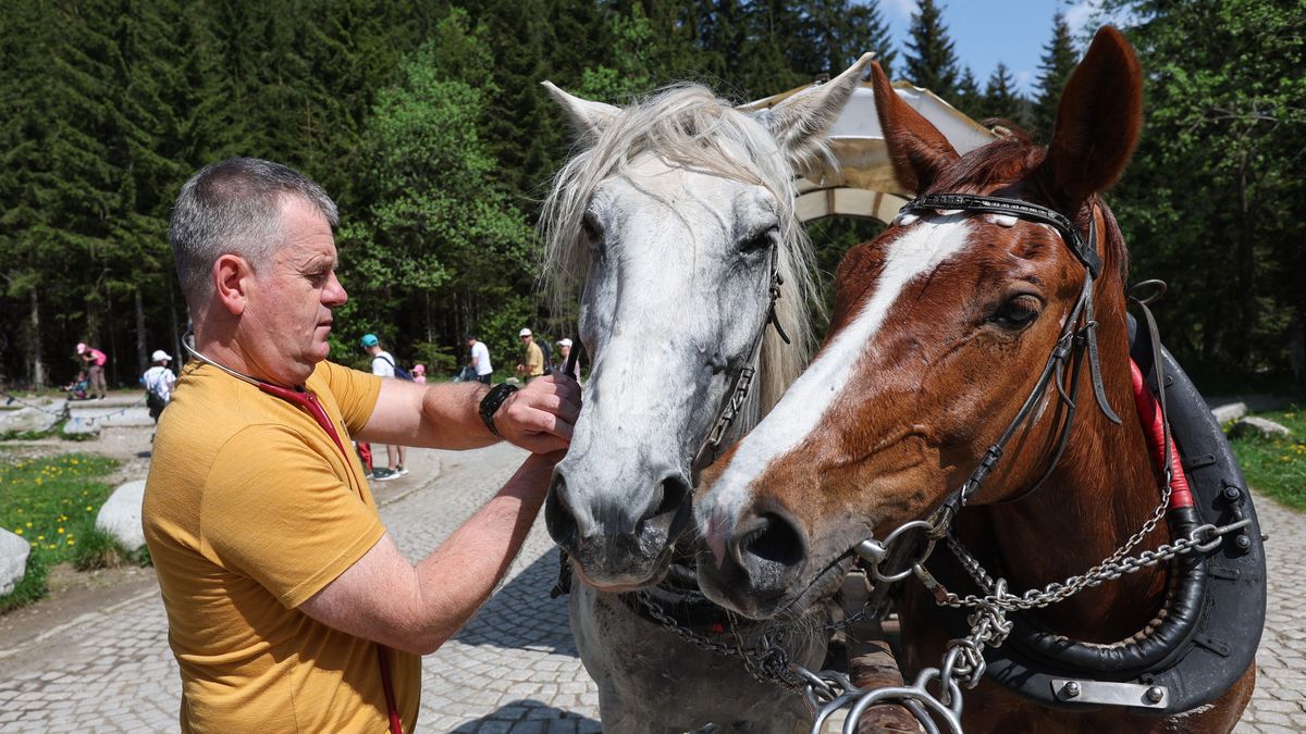 Badanie koni na Polanie Włosienica