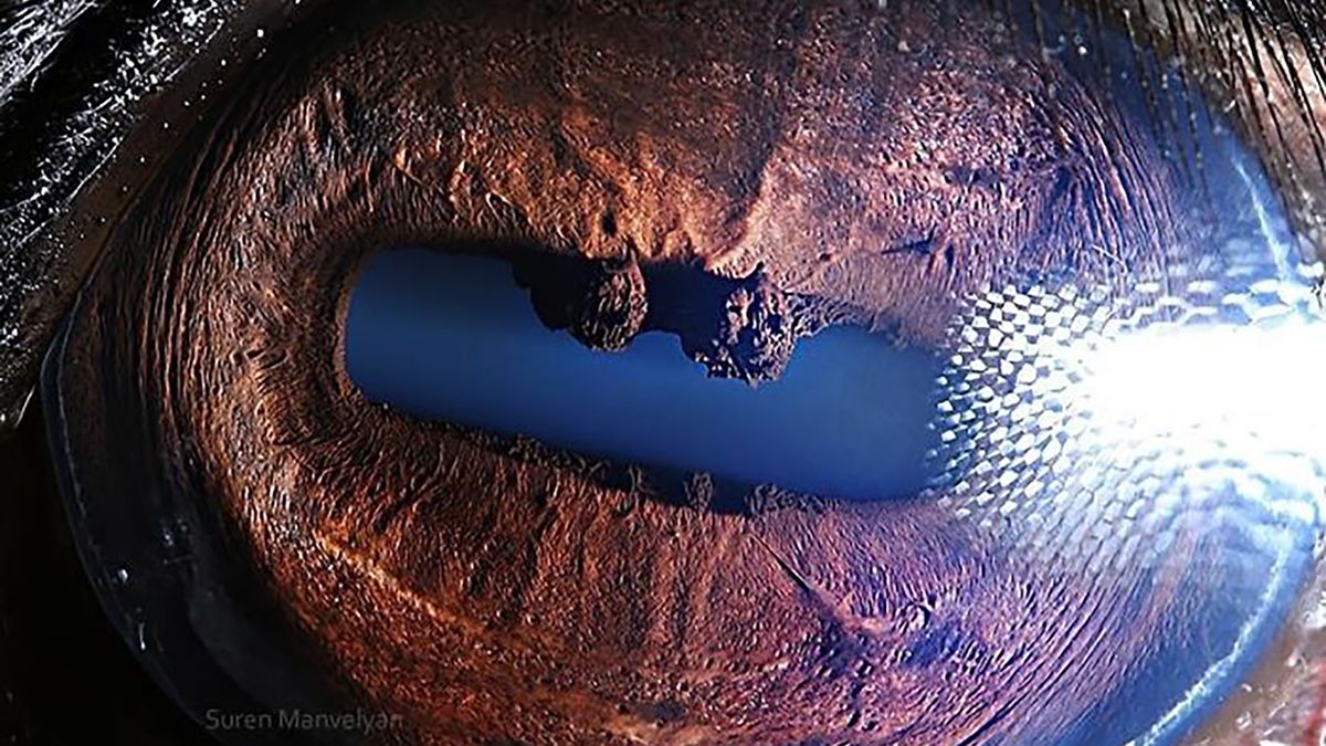 Zgadniesz, co to za zwierzę po zdjęciu jego oka? 1