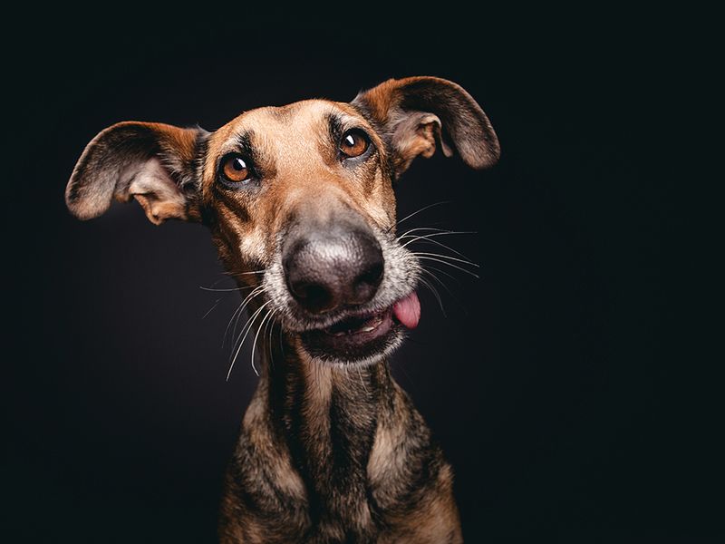 Pełne ekspresji portrety psów Elke Vogelsang 2