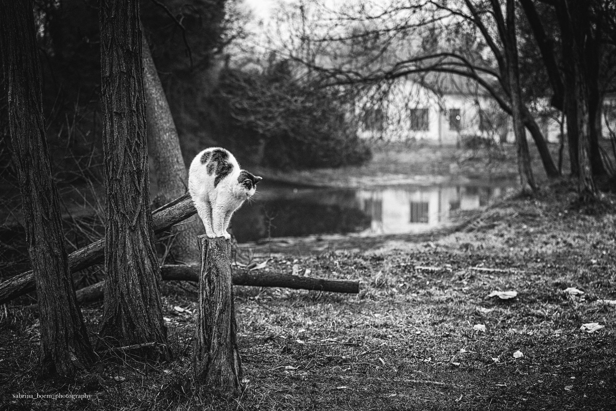 Sabrina Boem oddaje cześć bezdomnym i opuszczonym kotom w swoim projekcie fotograficznym 7