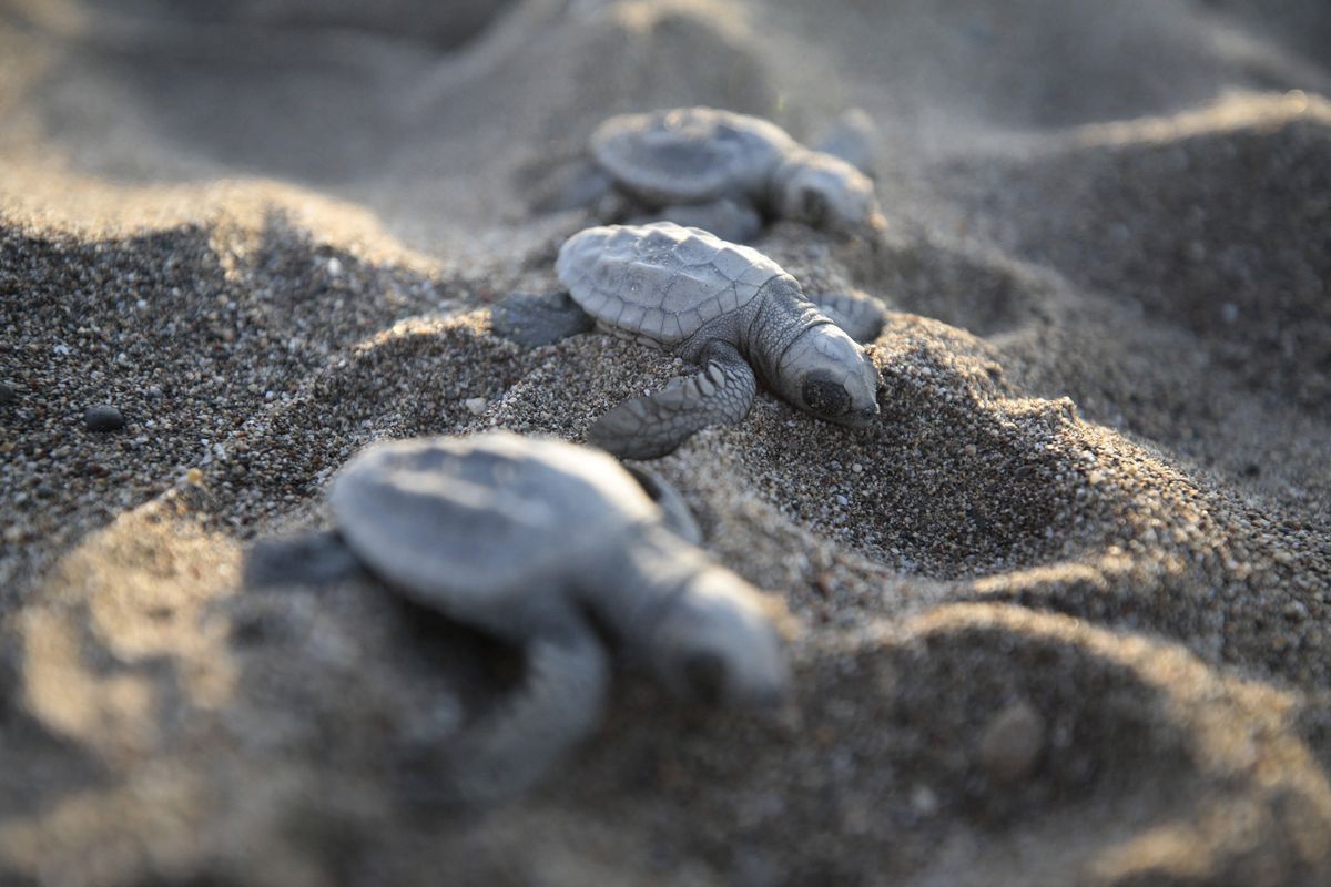 30 martwych żółwi w Japonii. "Niektóre dźgnięto nożem"