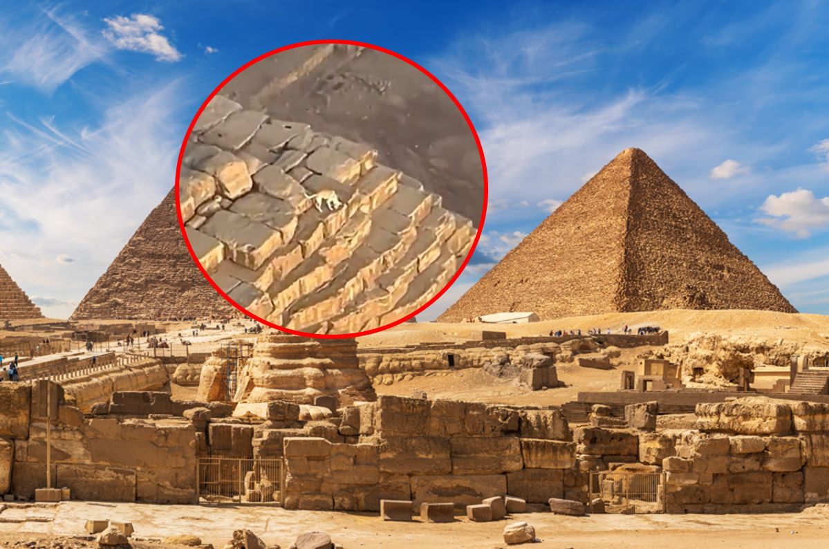 Dog atop Great Pyramid: Viral video sparks global intrigue