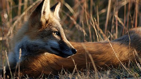 Twórcy Firefoksa szykują prawdziwą rewolucję. Czy pokonają Google Chrome? 1