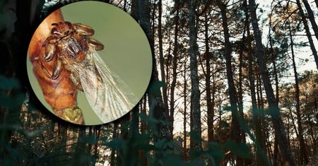 "Latające kleszcze" są już w Polsce. W lesie musisz na nie uważać