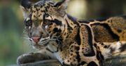 Chińskie zoo milczało po ucieczce 3 lampartów. Jeden z nich nadal jest na wolności