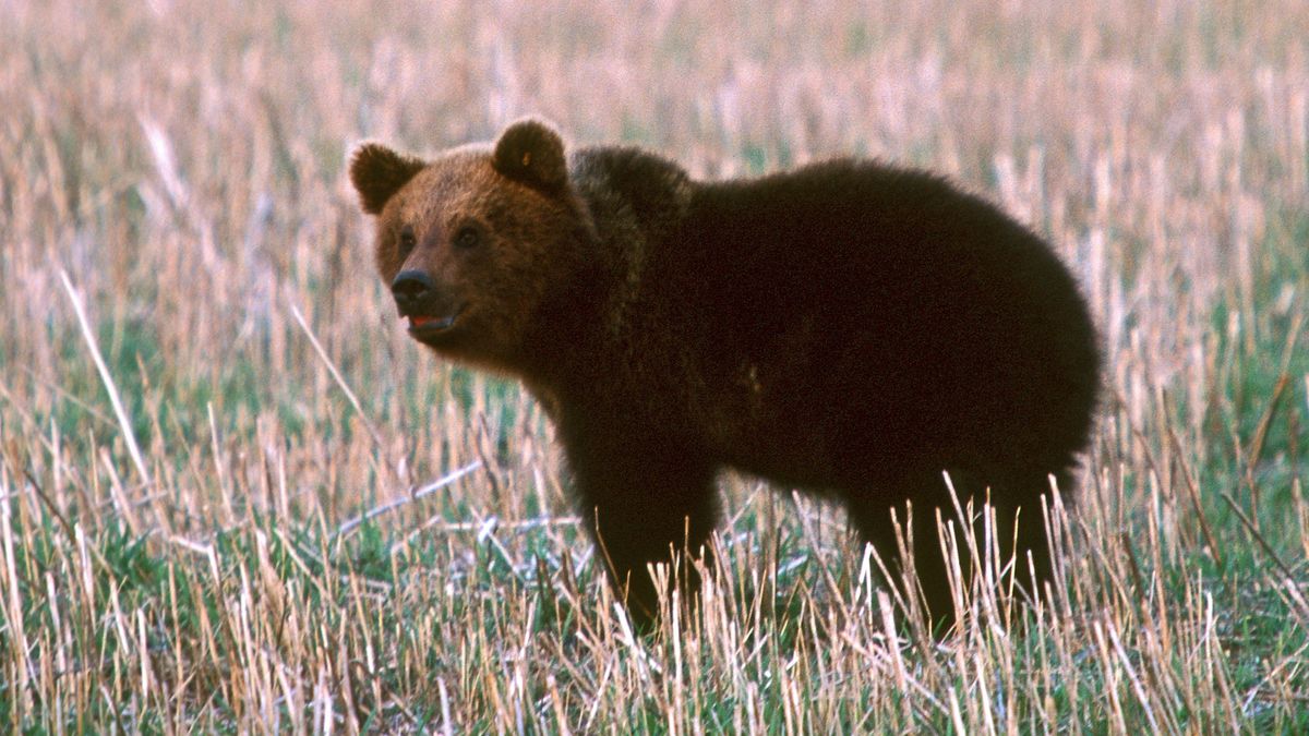 Niedźwiadek terroryzuje mieszkańców gm. Solina. Zdj. ilustracyjne 