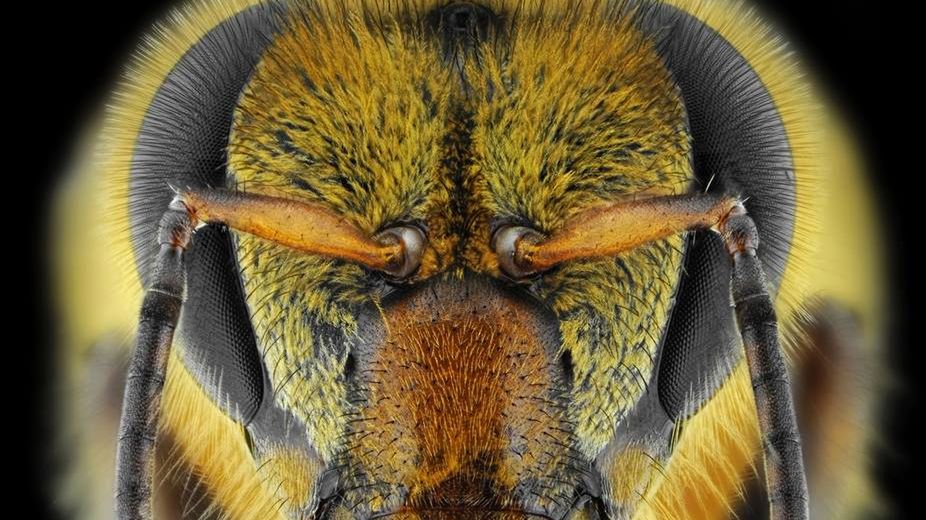 Szczękoczułki, pancerzyki, wielkie oczka, trochę futerka. Piękne makro portrety…owadów 1