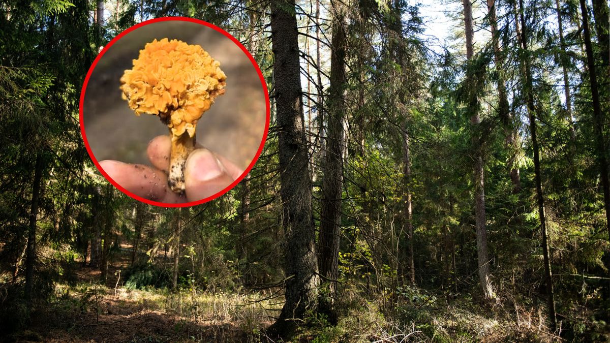 Grzybów Znawca znalazł nietypową kurkę