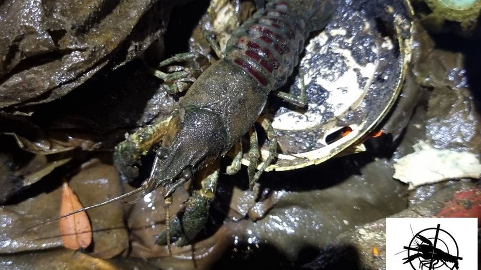 źródło: Facebook/Łowca Obcych