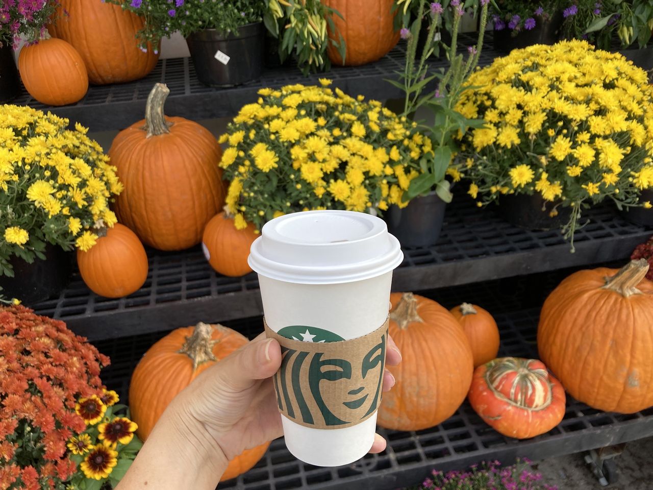 Pumpkin spice latte, purchased at a Starbucks