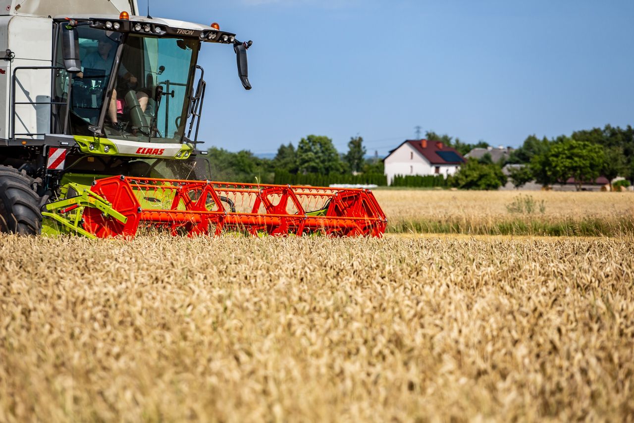 Ceny skupu pszenicy 2025 spadają — rolnicy dostają mniej niż pod koniec sierpnia?