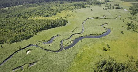 Współczucie dla bagna