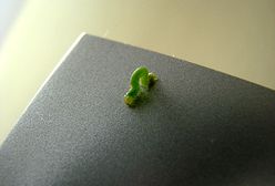 ONZ zaleca jeść pluskwy i robaki