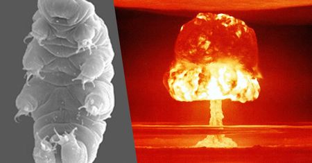 Te robaki przetrwają nawet wybuch atomówki