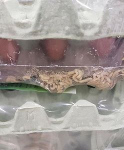 Jaja z larwami na półkach. Kontrola sanepidu w Leclercu