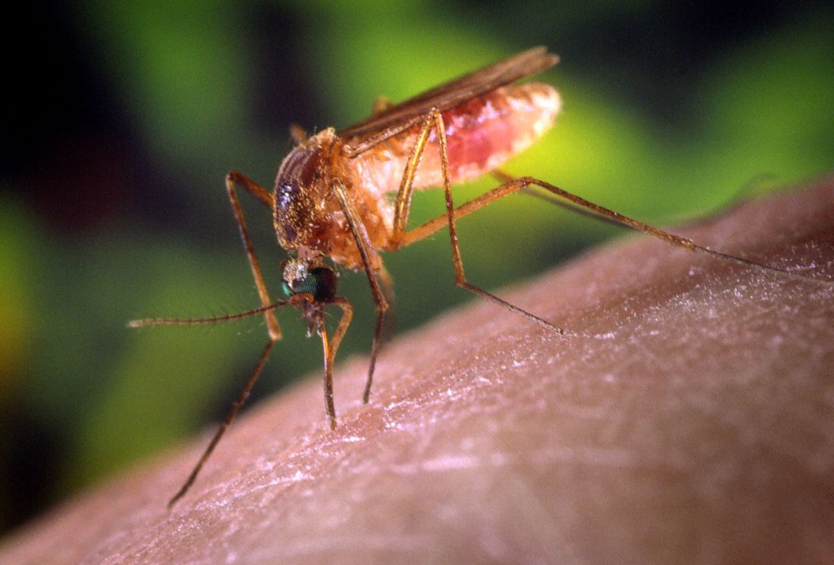 W Azji rozprzestrzenia się "super-malaria". Naukowcy biją na alarm