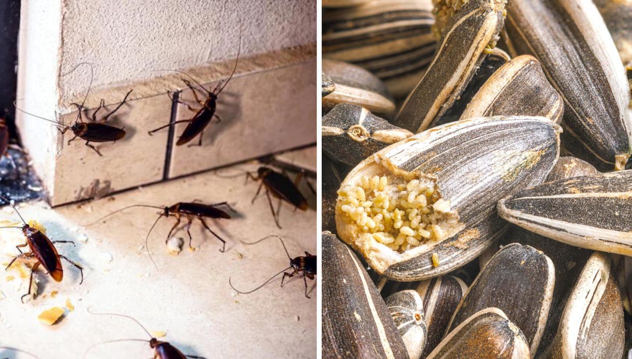 7 insektów sprawiających największe problemy w domu. Pozbędziesz się ich naturalnymi sposobami