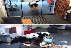 Chciała zrobić przelew... mleka?