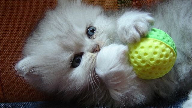 Twój kot kupowałby... iPada [wideo] 1