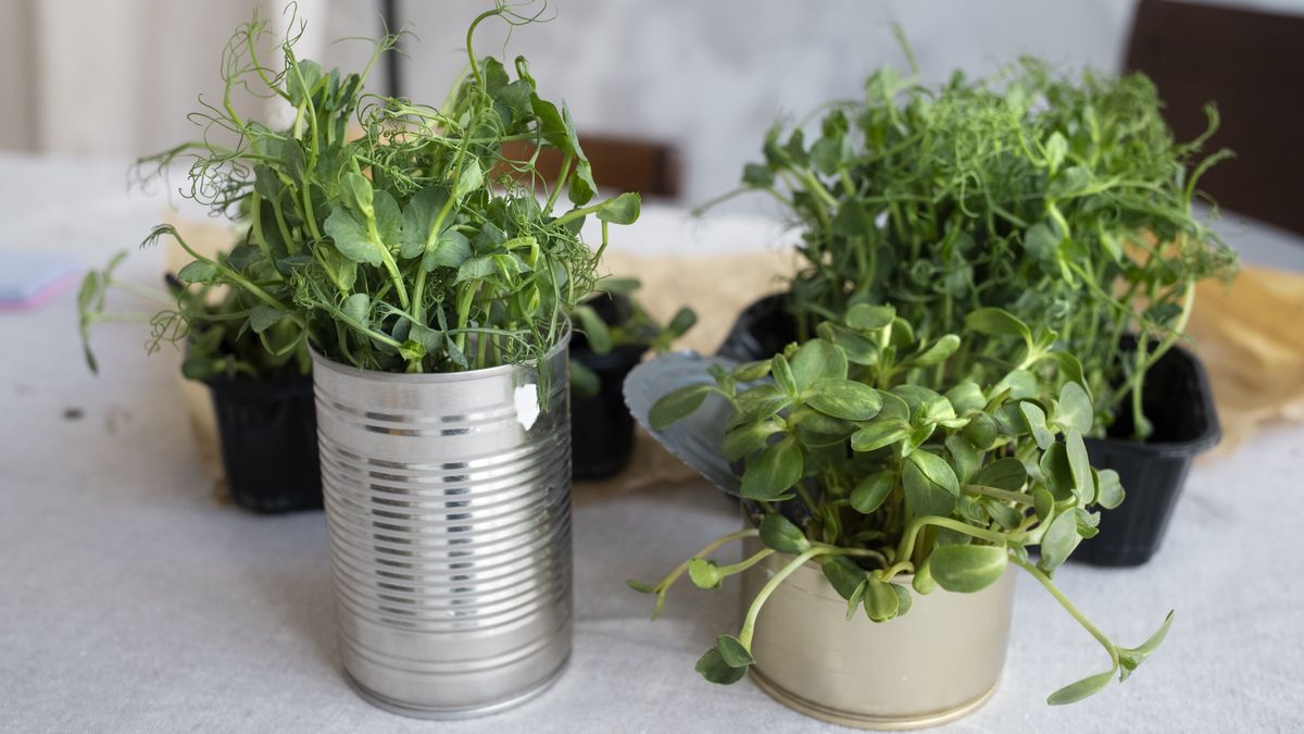 Zioła powinny znajdować się w każdej kuchni. Fot. Freepik