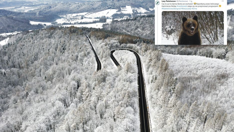 Niezwykłe zdjęcie z Bieszczad. "Czy to ta słynna Bestia ze wschodu?"