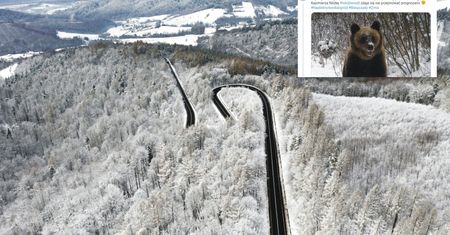 Niezwykłe zdjęcie z Bieszczad. "Czy to ta słynna Bestia ze Wschodu?"
