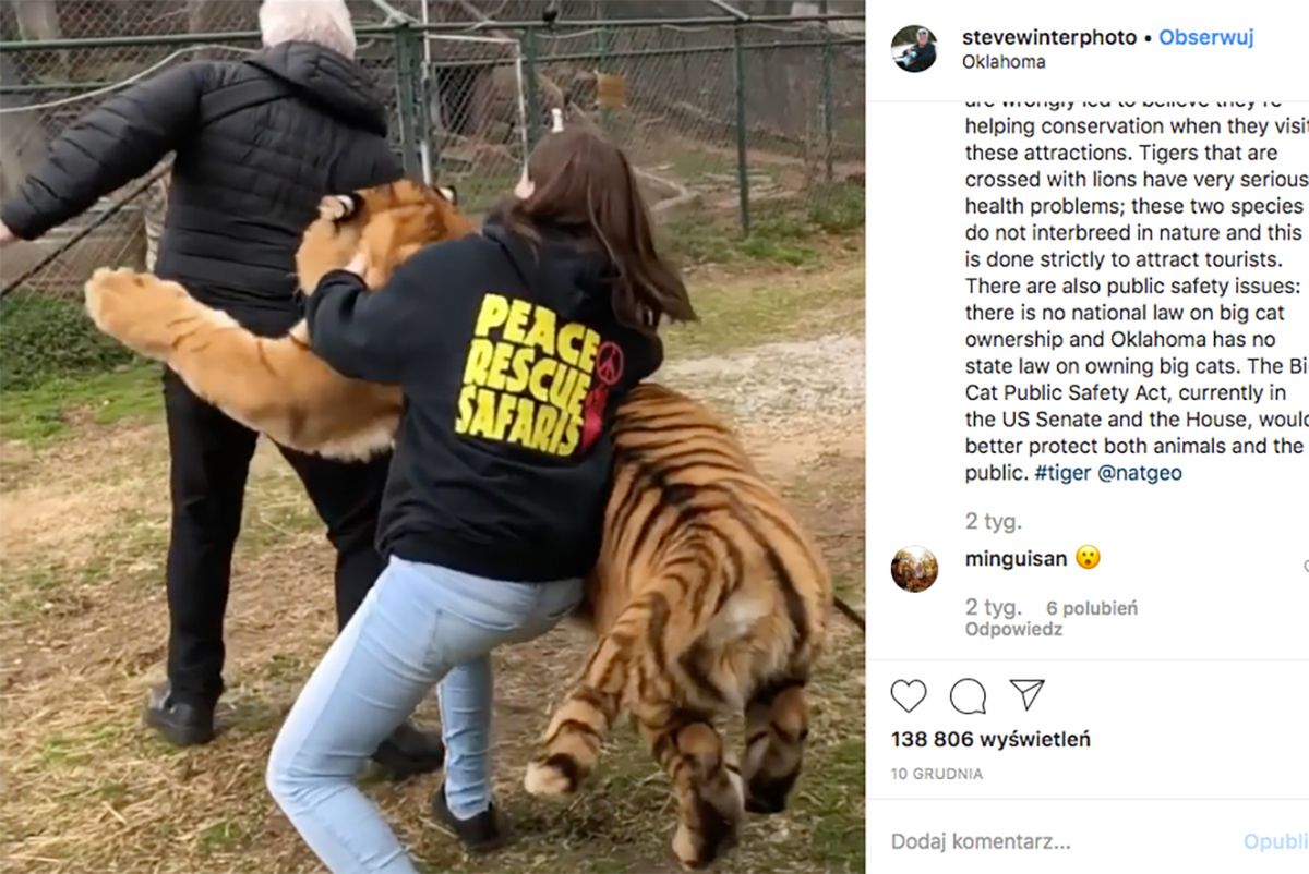 Bliskie spotkanie z tygrysem. Zwierzę rzuciło się na fotografa 1
