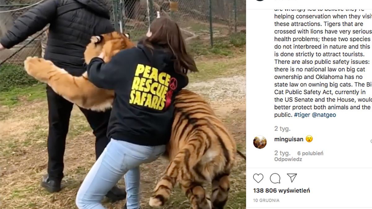 Bliskie spotkanie z tygrysem. Zwierzę rzuciło się na fotografa 1