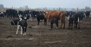 Wymiera stado krów z Deszczna. "Sytuacja jest patowa"