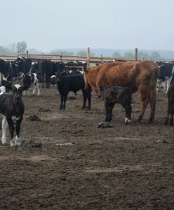 Wymiera stado krów z Deszczna. "Sytuacja jest patowa"