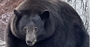 Jest wielki jak góra. Policja ściga niedźwiedzia za serię włamań