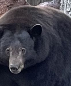 Jest wielki jak góra. Policja ściga niedźwiedzia za serię włamań