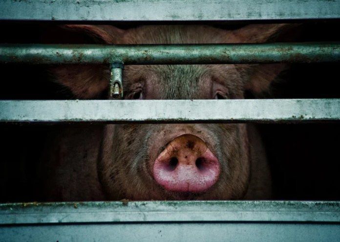 Ekoschemat Dobrostan. Ułatwienia dla hodowców