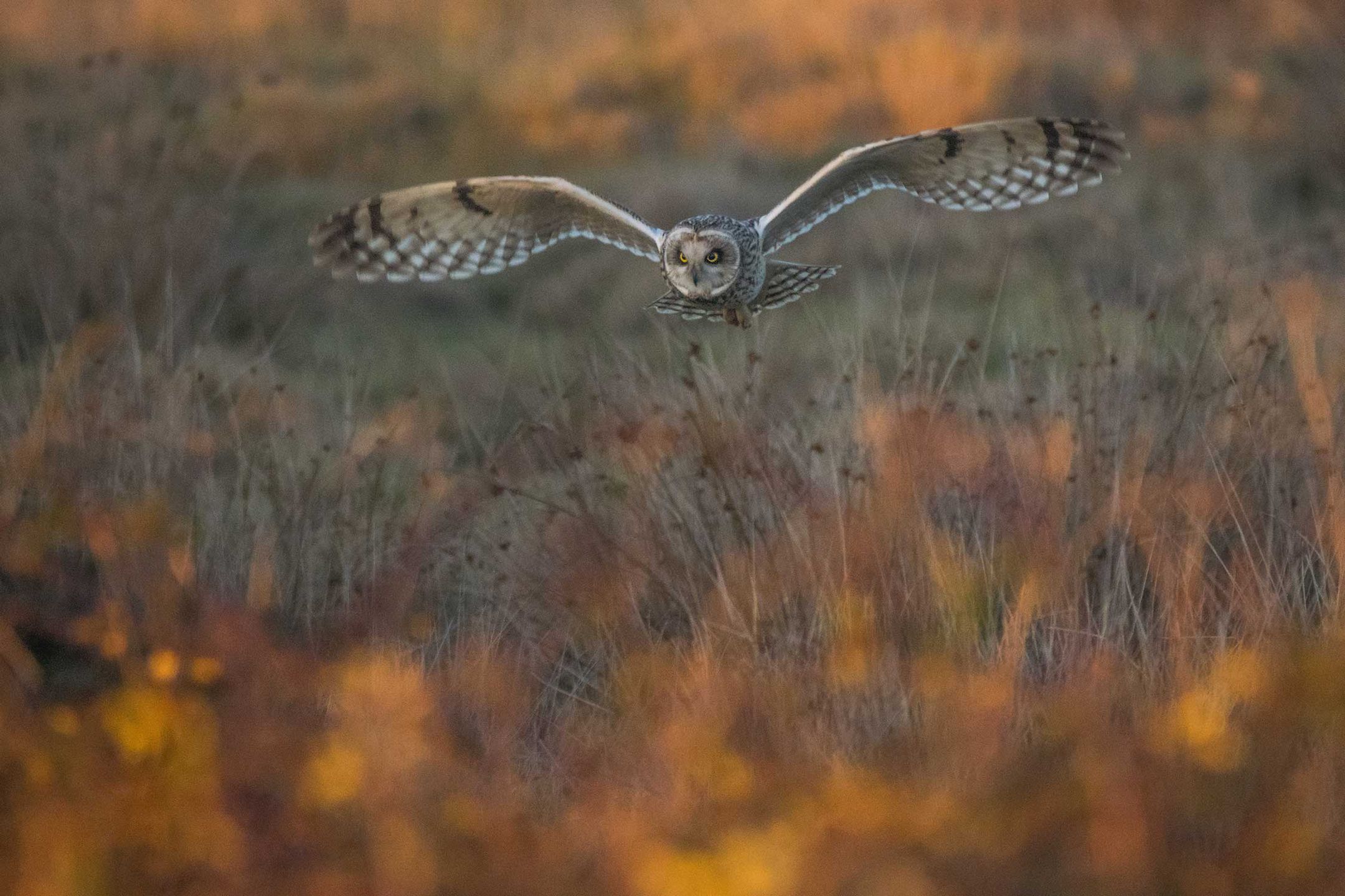 British Wildlife Photography Awards 2017 – najlepsze zdjęcia dzikiej przyrody z Wielkiej Brytanii. Zobaczcie ich historie 12