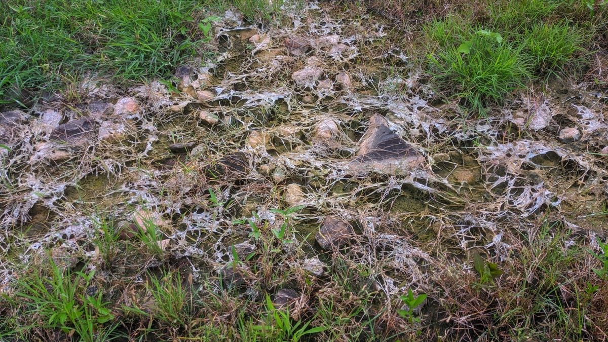 Jak pozbyć się pleśni pośniegowej?