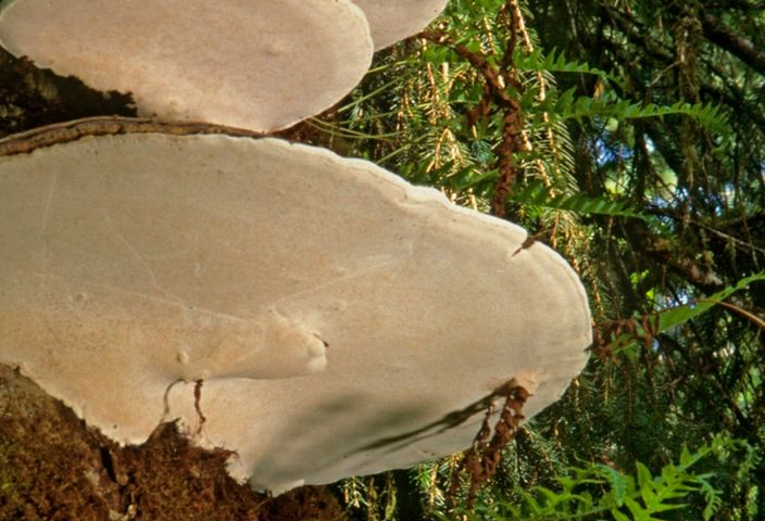 Huba to potoczna nazwa grzybów nadrzewnych. Są one charakterystyczne - porastają drzewa, pojawiają się też na drewnie.