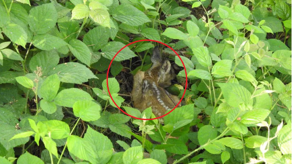 Widzisz w lesie? Nie dotykaj - proszą leśnicy