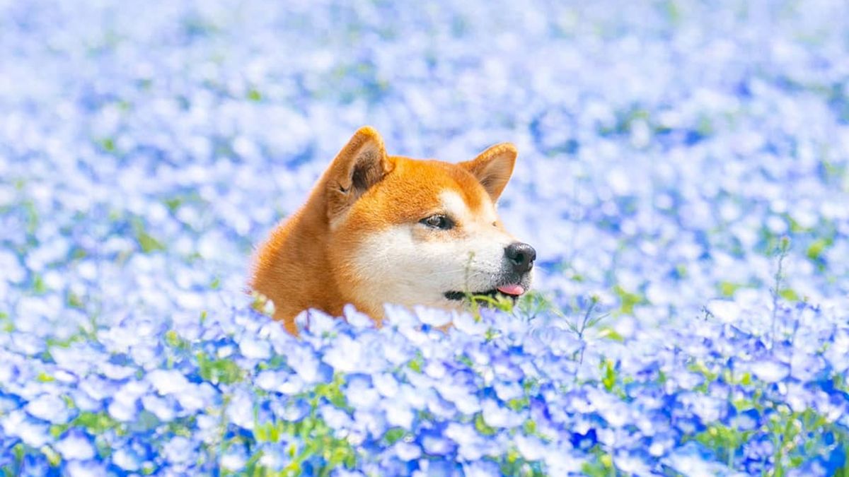 Zdjęcia tego psa sprawią, że twój dzień będzie lepszy 1