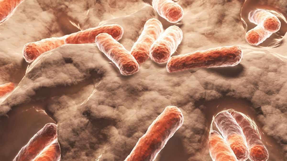 Źródło zakażenia bakteriami E. coli w Niemczech